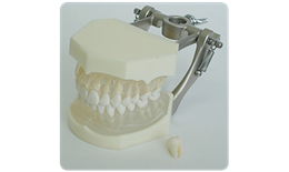 ANA28F-LA001 (Transparent) Removable Anatomical Rooted Teeth Model