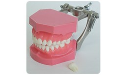 ANA28F-LA002 (Pink) Removable Anatomical Rooted Teeth Model