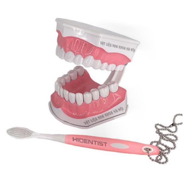 Mẫu hàm chăm sóc răng miệng Colgate