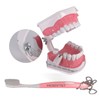 Mẫu hàm chăm sóc răng miệng Colgate