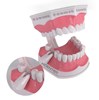 Mẫu hàm chăm sóc răng miệng Colgate